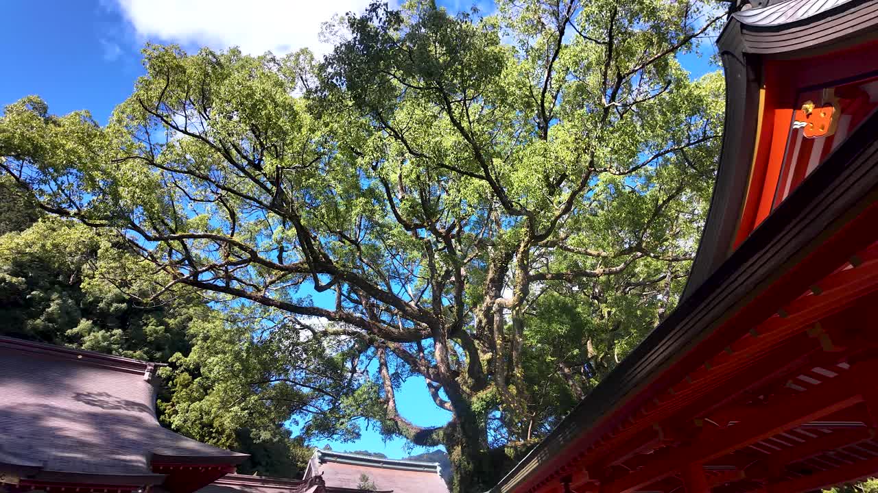 Lush green leaves of the 850 year old Goshinboku camphor tree create a vibrant canopy above the traditional red roof of Nachi Taisha Grand Shrine. panning shot
