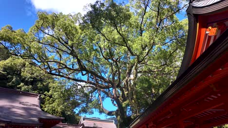 lush green leaves of the 850 year old goshinboku camphor tree create a vibrant canopy above the traditional red roof of nachi taisha grand shrine. panning shot
