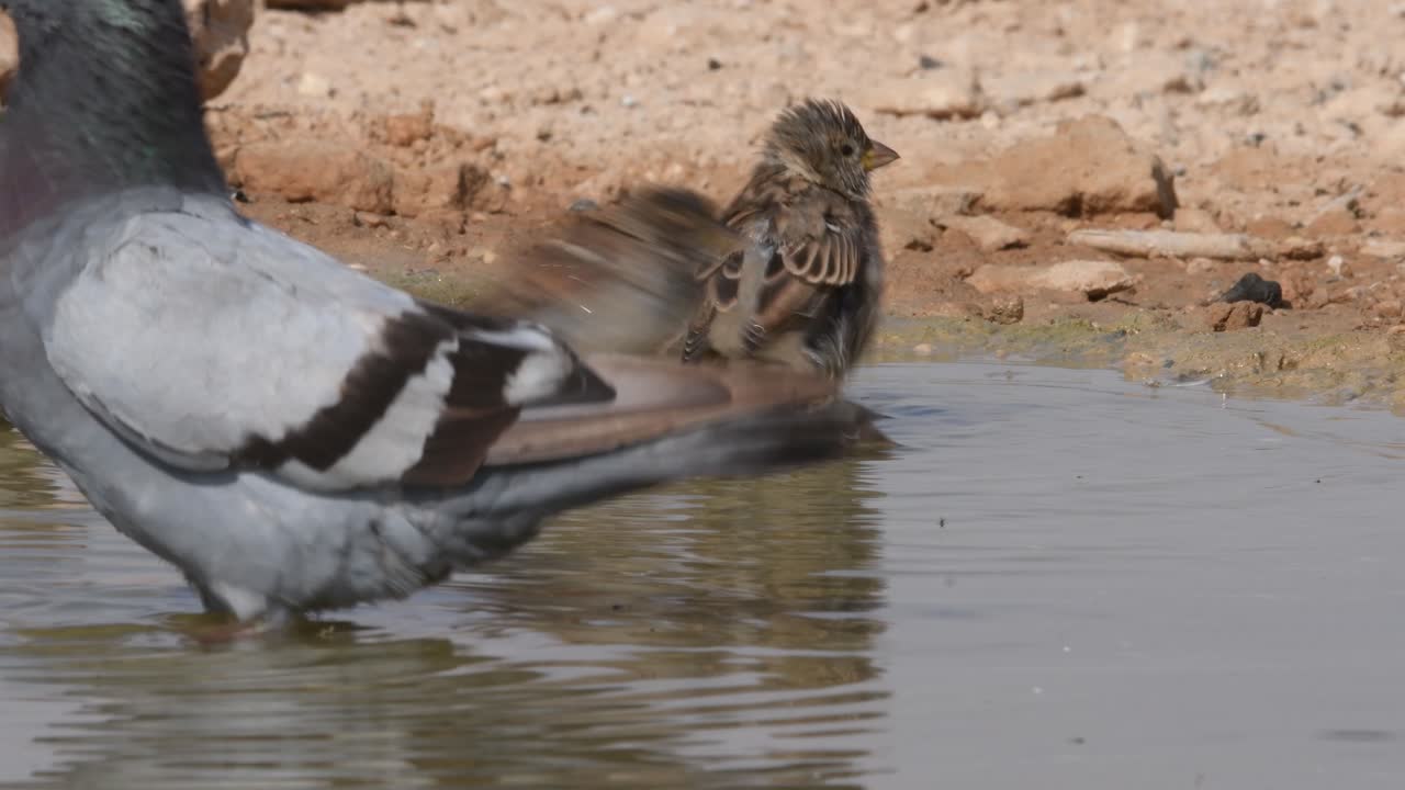A sparrow and a rock dove bathing in a puddle of spring water and then flying away