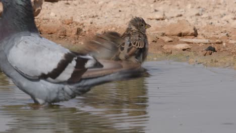 a sparrow and a rock dove bathing in a puddle of spring water and then flying away