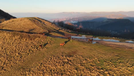 caballos pastando al atardecer con una vista panorámica de las colinas de génova, una cálida luz dorada proyectando largas sombras