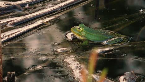 A-green-frog-sits-calmly-in-the-water-of-a-pond,-surrounded-by-natural-aquatic-vegetation