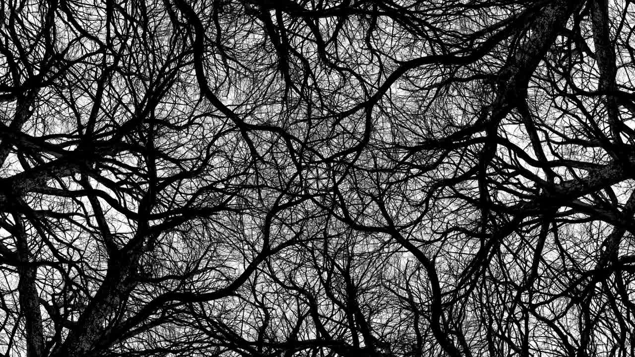 Trees in Symmetry - Loopable