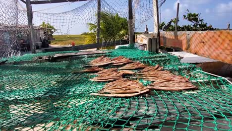 Sun-dried-fish-on-outdoor-fishing-mesh,-common-method-of-preserving-fish,-Los-Roques