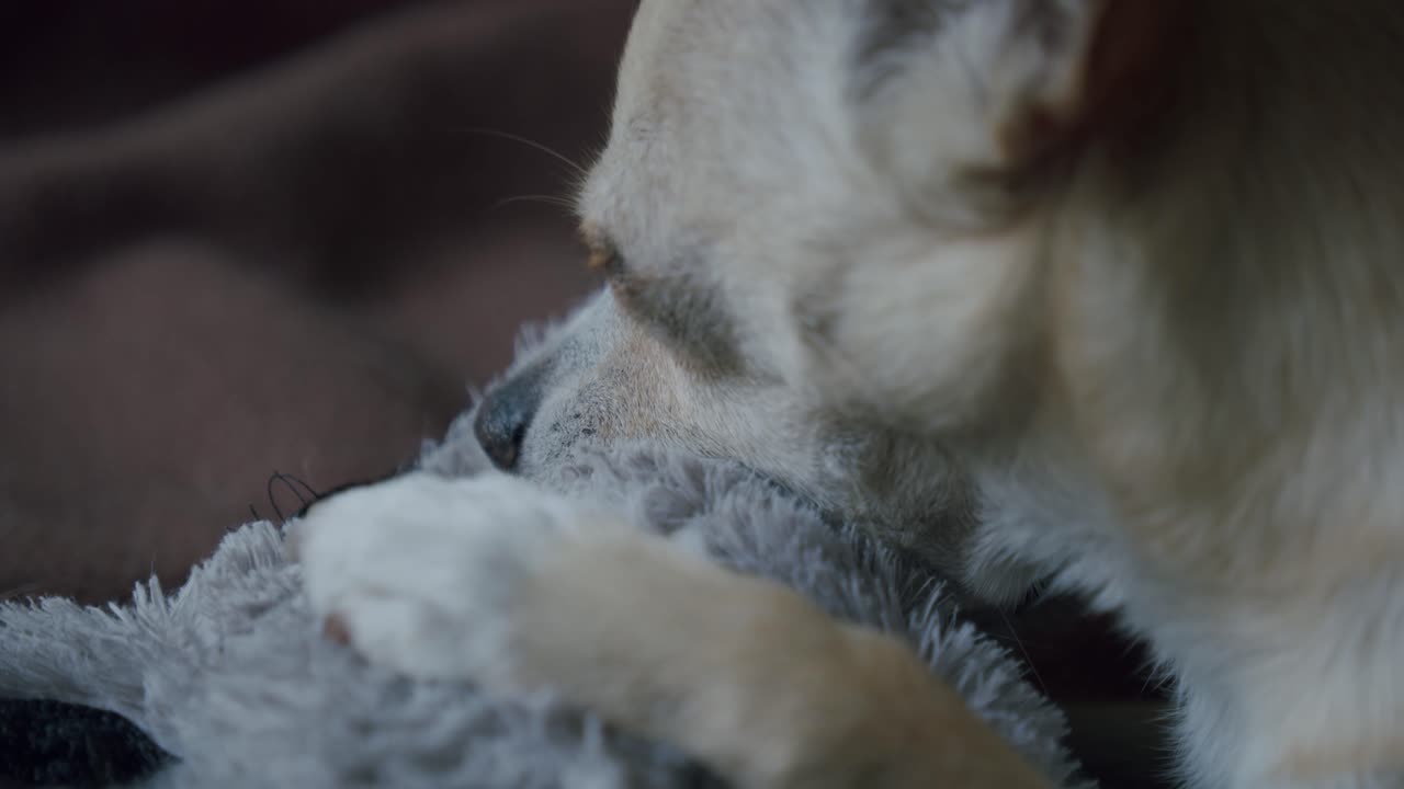 усталый чихуахуа лежит в кровати