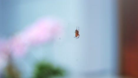 Toma-En-Cámara-Lenta-De-4k-De-Una-Araña-Colgando-En-Su-Telaraña