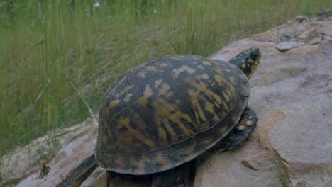 land turtle crawling on rock in garden near grass blades, before resting