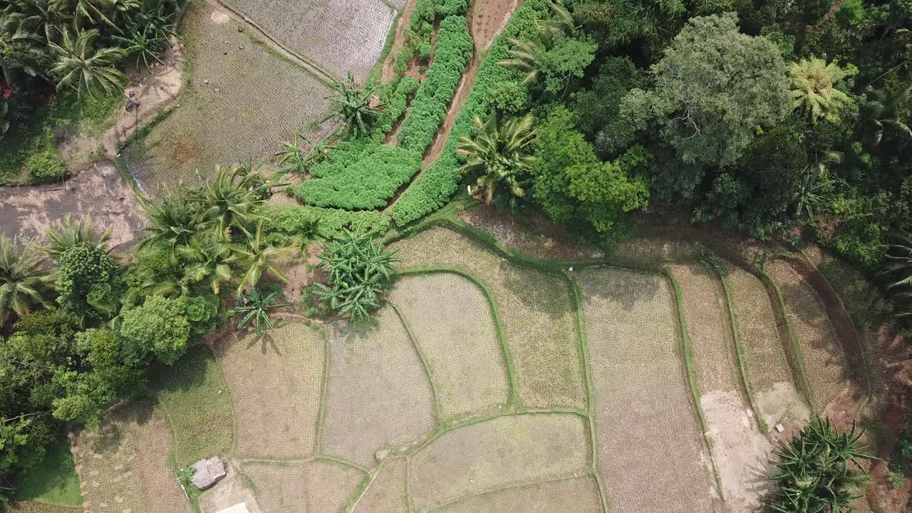 тропический лес с воздуха