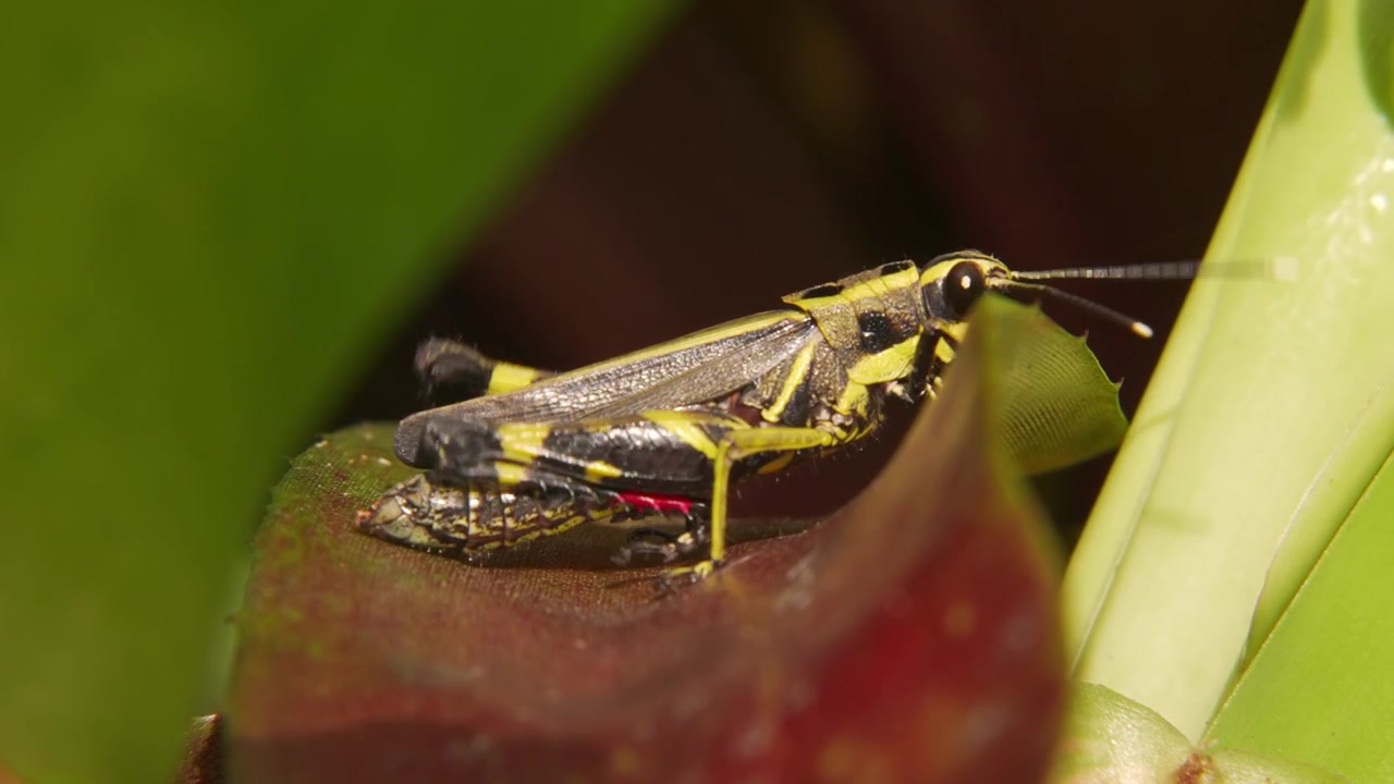 Scatto macro statico di una cavalletta della foresta nera (Traulia azureipennis) che si gira e si infila nella stretta fessura dietro una foglia di bromelia.