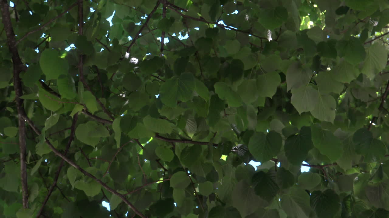 나뭇잎으로 만든 하늘