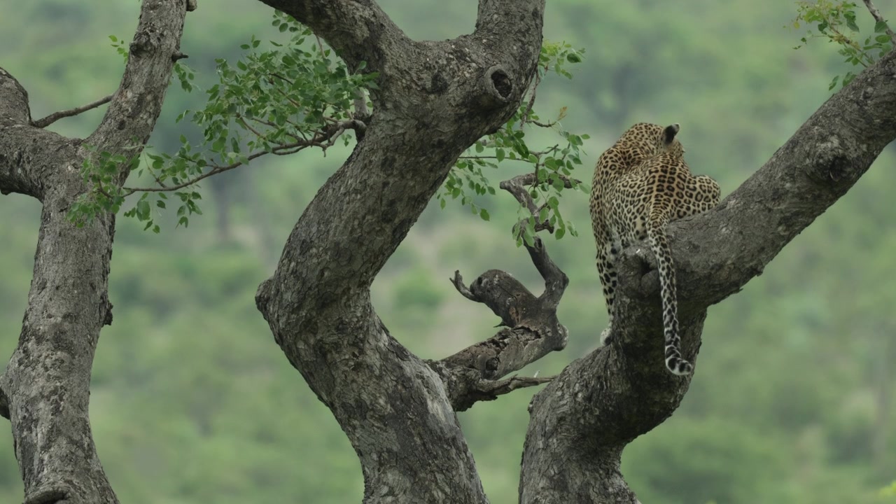 Kameraya arkası dönük, bir ağaçta oturan güzel bir leoparın geniş çekimi. Hayvan çevresini tarıyor, Kruger Ulusal Parkı.