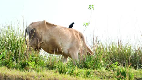 un pájaro drongo se posa sobre una vaca pastando, eliminando parásitos para mantener la salud de la vaca, mostrando las relaciones simbióticas de la naturaleza