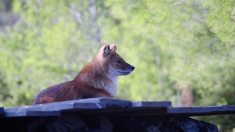 static shot of a dhole lying down and being aware of its surroundings