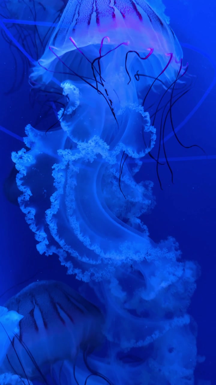 Medusa con tentacoli rossi che nuota in acqua tinta di blu. Vista verticale di una medusa traslucida che mostra dettagli interni rossi e lunghi tentacoli sottili in un acquario.