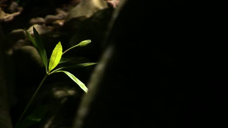 plantas a lo largo de la orilla del río