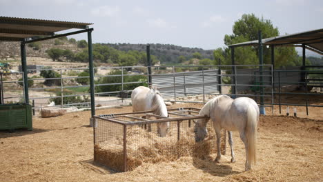 Caballos-Blancos-Alimentándose-De-Heno-En-Un-Establo-Español