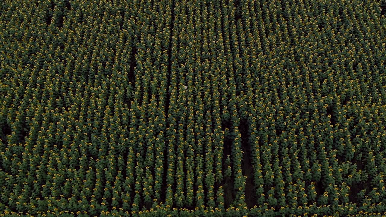 campo sin fin con girasoles en flor. hombre camina a través del campo. vista aérea video desde el helicóptero. vista superior.