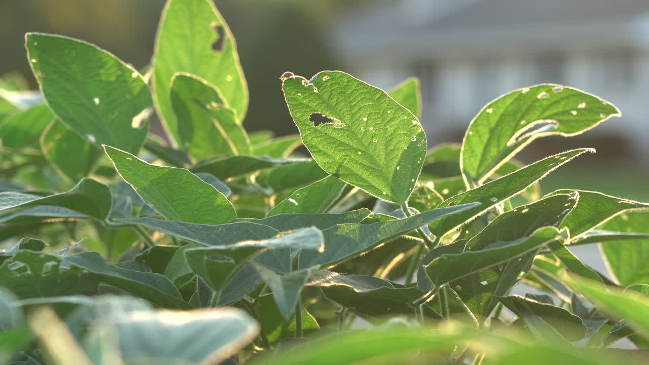 un campo de plantas de soja a la luz del sol vespertino