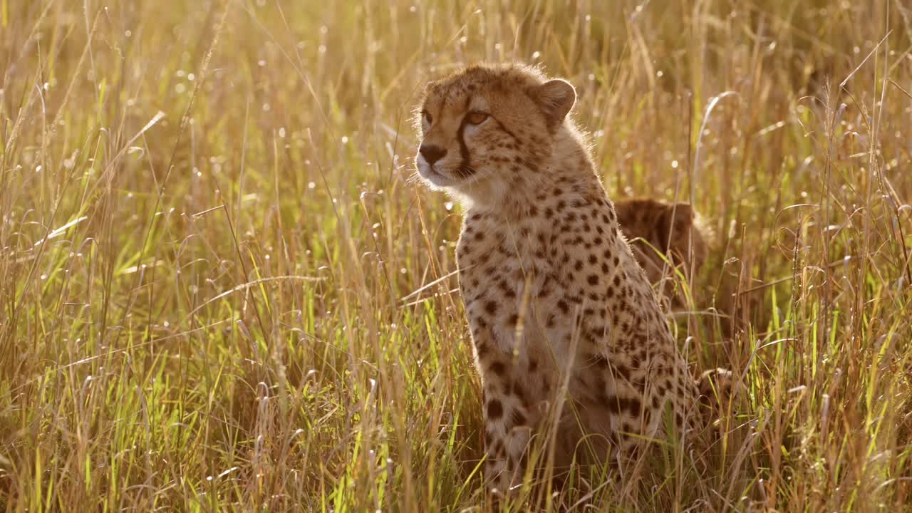 vida silvestre africana, joven leopardo cachorro, lindo bebé animales en áfrica en la hermosa luz del sol dorado en la larga hierba de la sabana en masai mara, kenia, reserva nacional de masai mara en la luz del sol naranja puesta