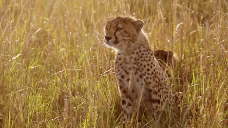 african wildlife, young cheetah cub, cute baby animals in africa in beautiful golden sun light in long savanna grass in masai mara, kenya, maasai mara national reserve in orange sunset sunlight