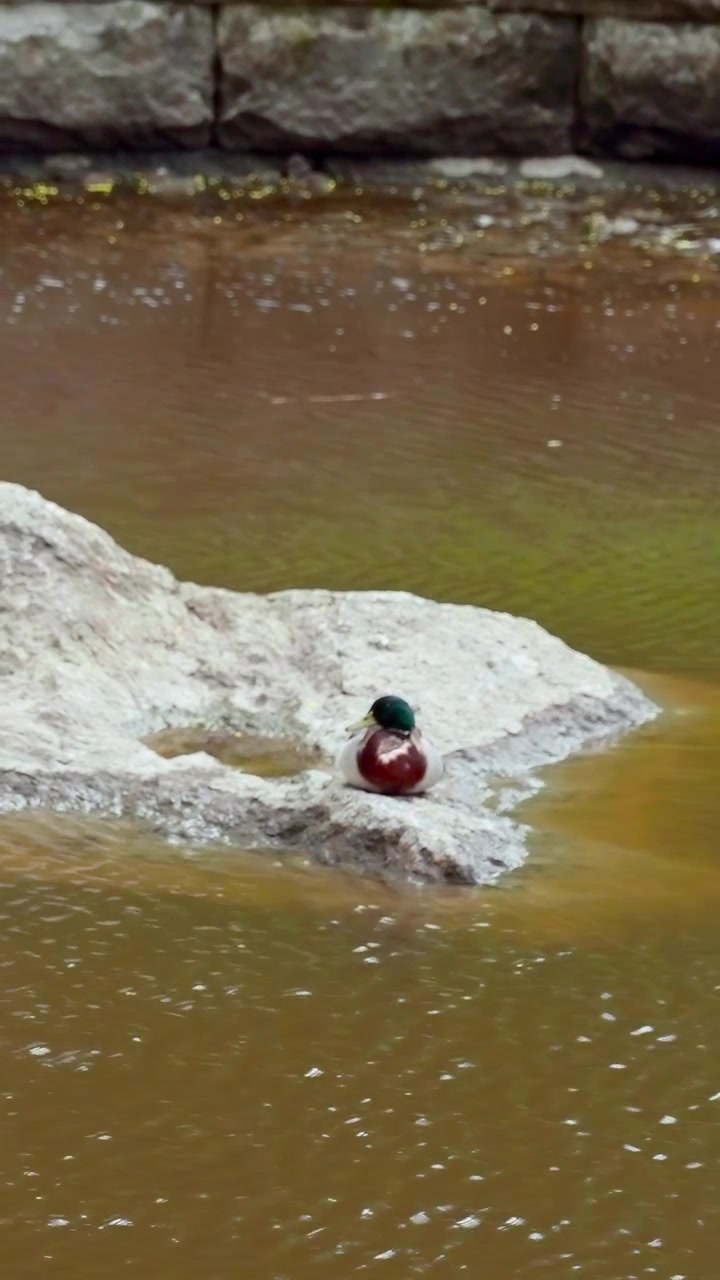 Person On Rocky Islet Murky River, Urban Stone Wall Backdrop, Solitary Figure In Red Jacket Resting, Gentle