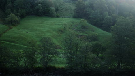 niebla sobre los árboles del bosque en verano