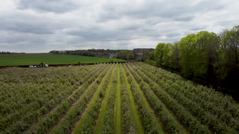 Drone shot ascending over blossom trees in a Kentish orchard in Canterbury