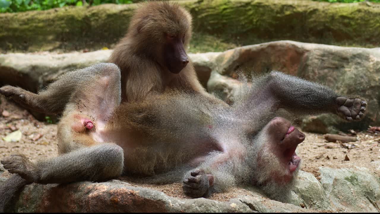 Primo piano di un babbuino Amadriade (Papio hamadryas) sdraiato a terra, con un altro babbuino che lo pulisce e gli toglie i parassiti dal pelo