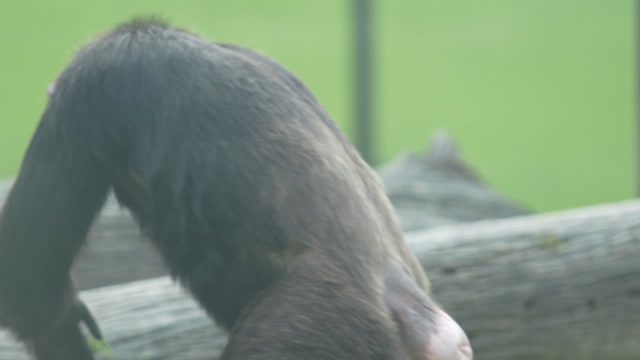 Il gorilla nello zoo