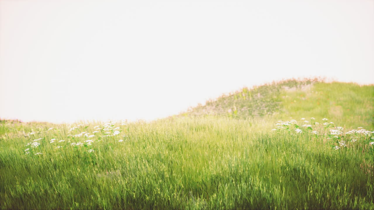 일출 동안 필드에 잔디