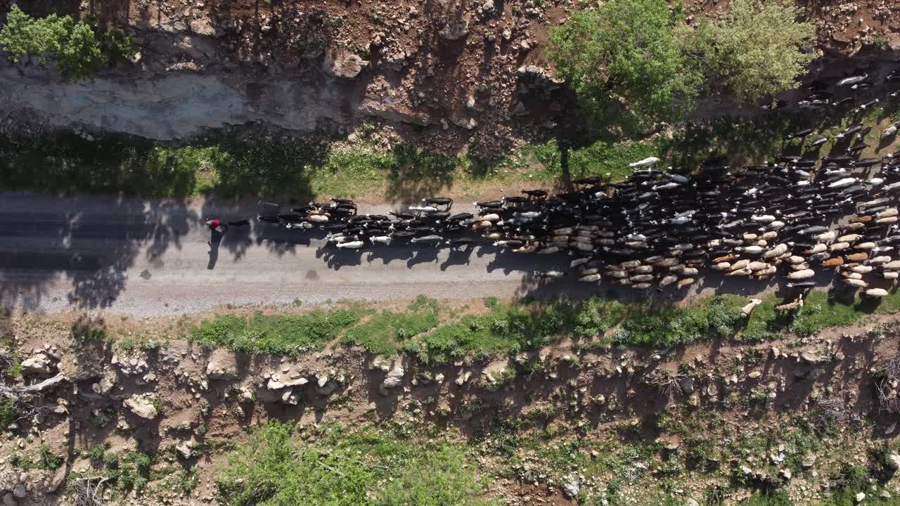 pastores de cabras moviéndose a lo largo de un camino estrecho