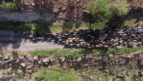 Goat-Herders-Moving-Along-Narrow-Road