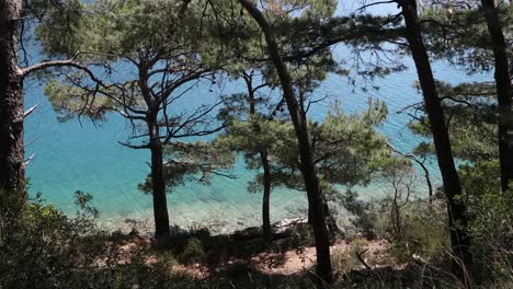 mljet pines 4k 01