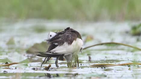 Jacana-De-Cola-De-Faisán-Salvando-A-Sus-Polluelos-De-La-Lluvia