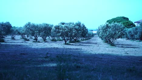 Alle-Olivenbäume-In-Einer-Reihe-Auf-Einem-Trockenen-Feld-Mit-Wind-In-Südfrankreich