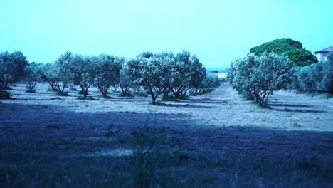 todos los olivos en una fila en un campo seco con viento en el sur de francia