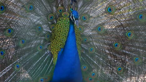 peacock with spread tail