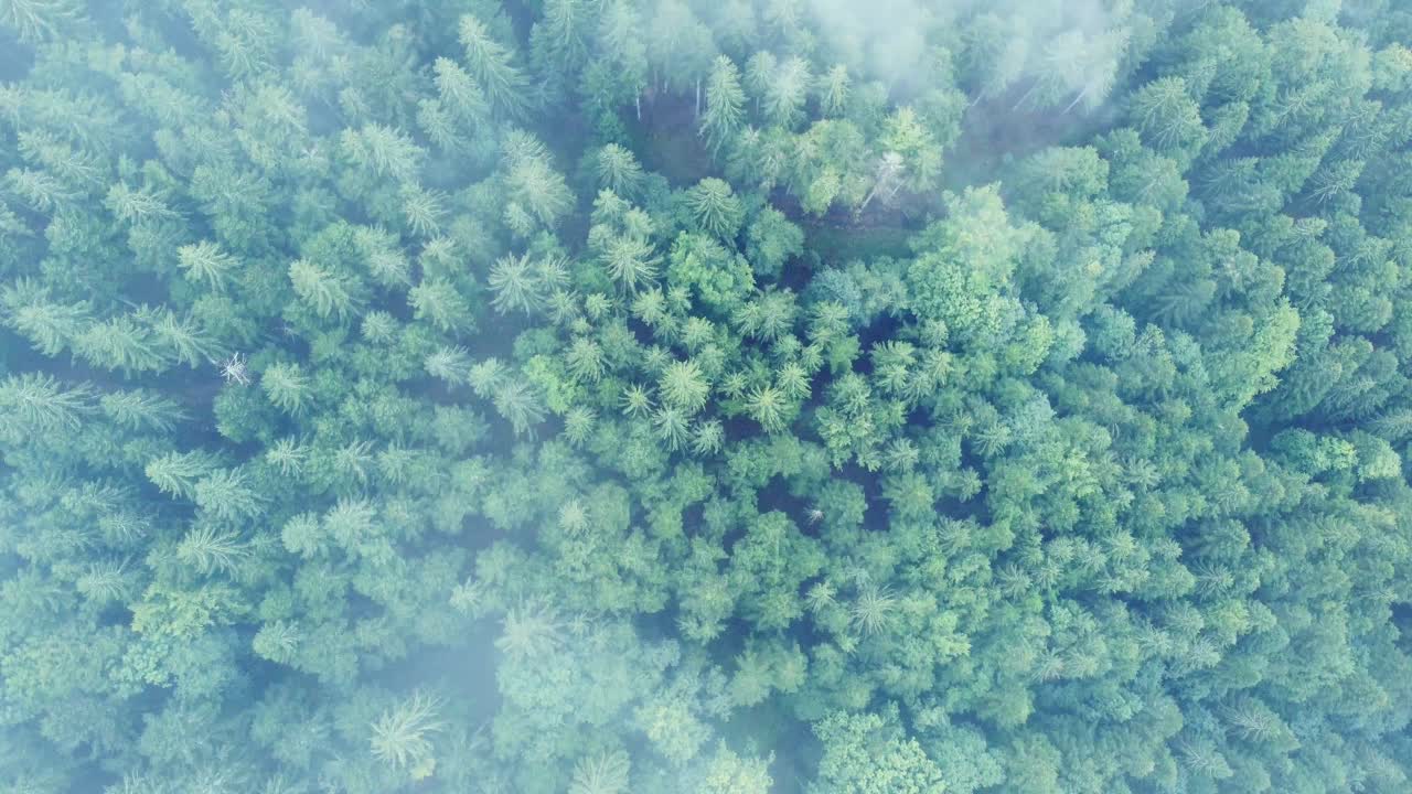 vista aérea de arriba hacia abajo de un oscuro bosque de montaña con grandes nubes blancas malhumoradas, en vosges, francia, 4k