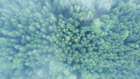 Aerial-top-down-view-of-a-dark-mountain-forest-with-big-moody-white-clouds,-in-Vosges,-France,-4K