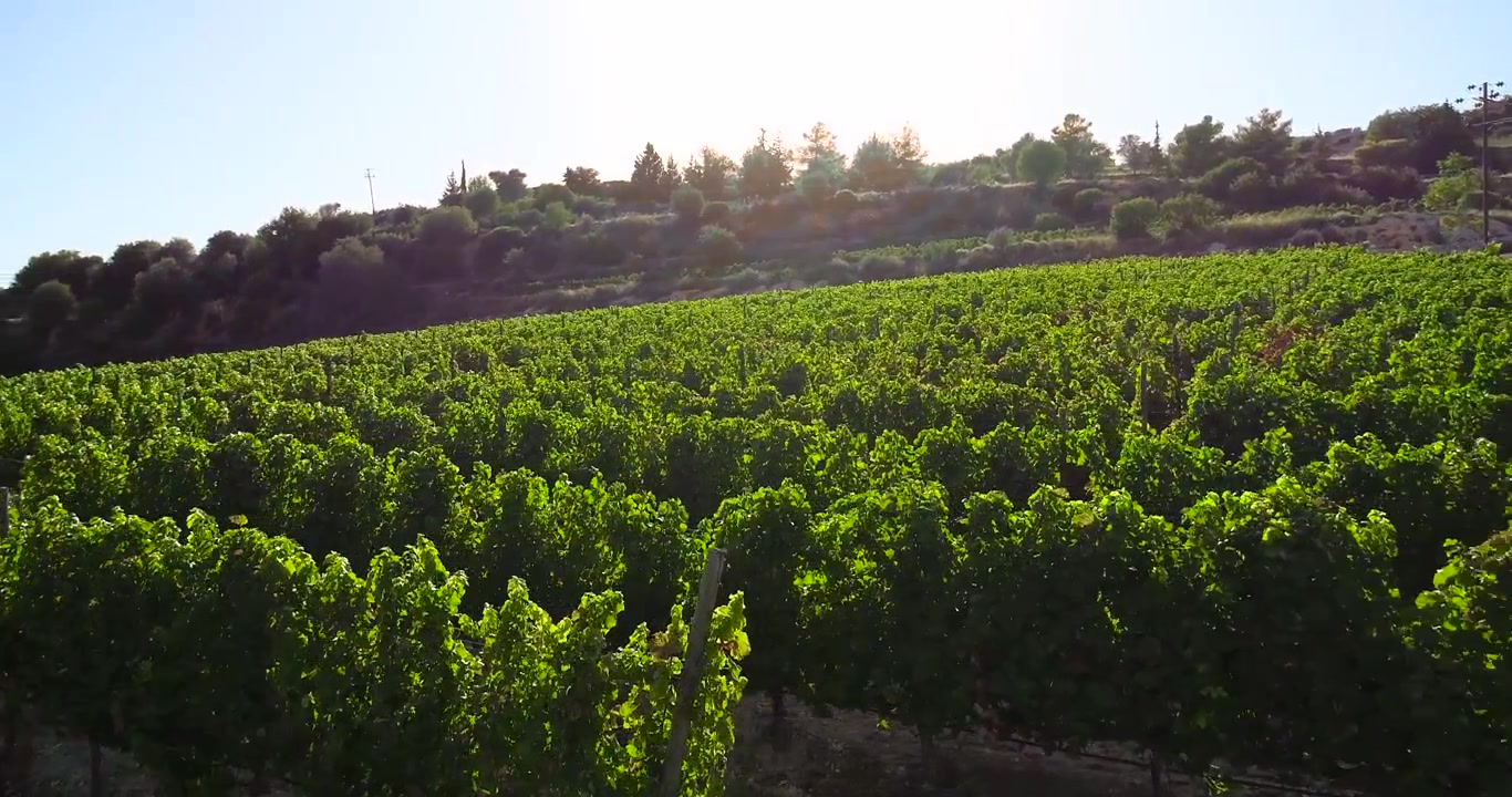 Images aériennes par drone au coucher du soleil de vignobles, rangées de champs de raisins vert doré à Koilani, Limassol, Chypre. Vue plongeante d'une cave de production de vin dans la campagne méditerranéenne, agriculture vue d'en haut