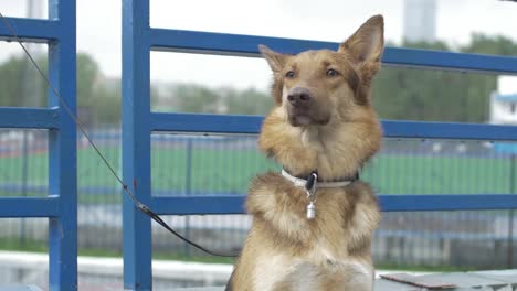 dog by a fence