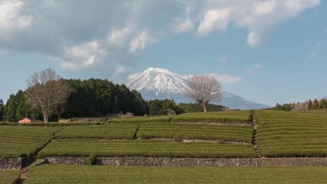 beautiful day time timelapse at mount fuji in japan with green tea fields