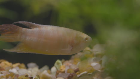 tiny white and red fish swims away and hides behind freshwater algae, macro shot