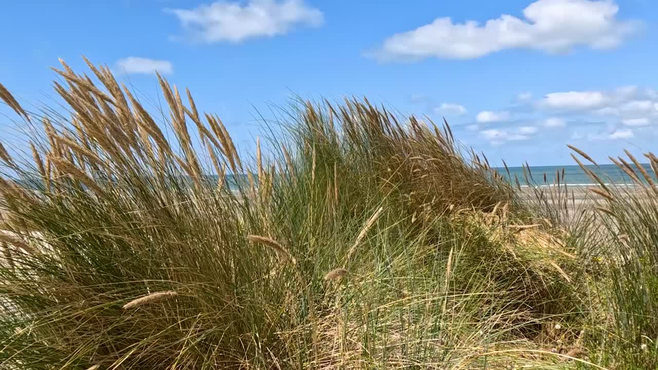 Højt, grønt og gyldent strandgræs svajer i vinden mod en blå himmelbaggrund