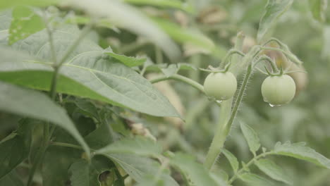 靠近綠色番茄的片段,上面有水滴