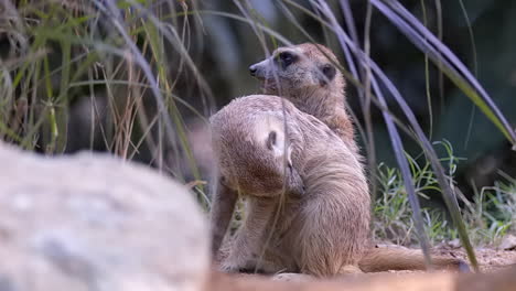 A-Pair-Of-Meerkats-Behind-The-Bush-With-One-Grooming-Itself-On-The-Ground---Close-Up-Shot