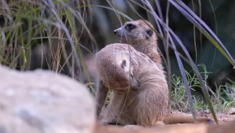 un par de meerkats detrás del arbusto con uno acicalándose en el suelo - primer plano