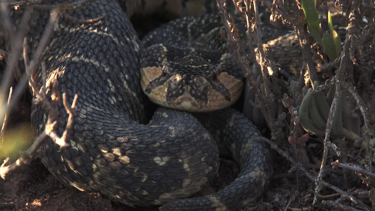 una gran víbora de soplo al acecho en áfrica, de cerca