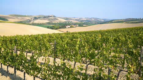 vineyard landscape in tuscany , italy