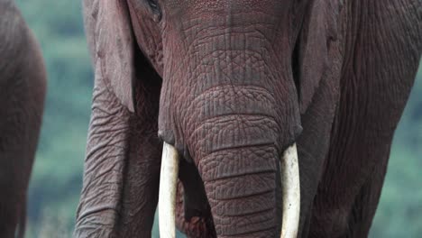 headshot of an adult elephant with a long trunk and tusk